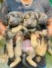 German shepherd Dog